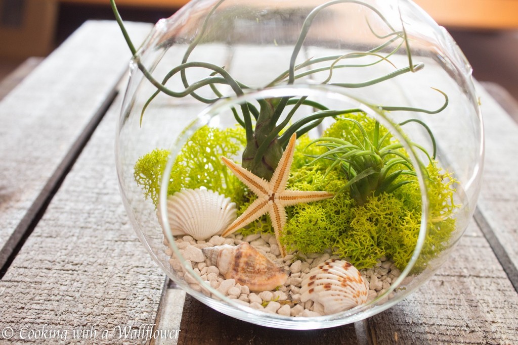 Seaside Air Plant Terrarium | Cooking with a Wallflower