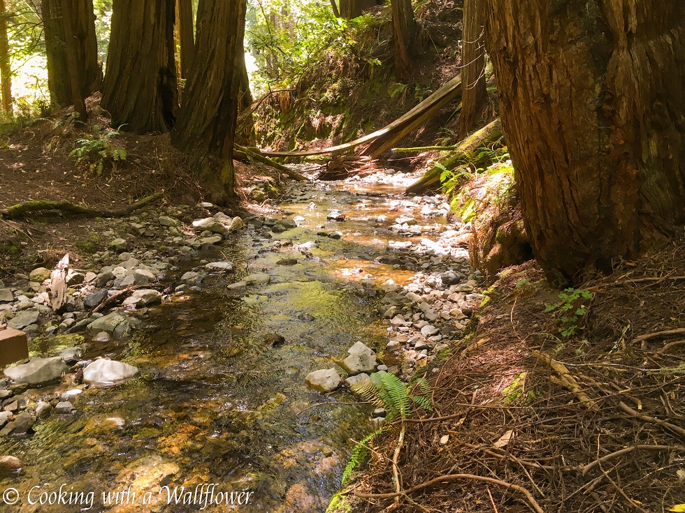 Destination: Muir Woods