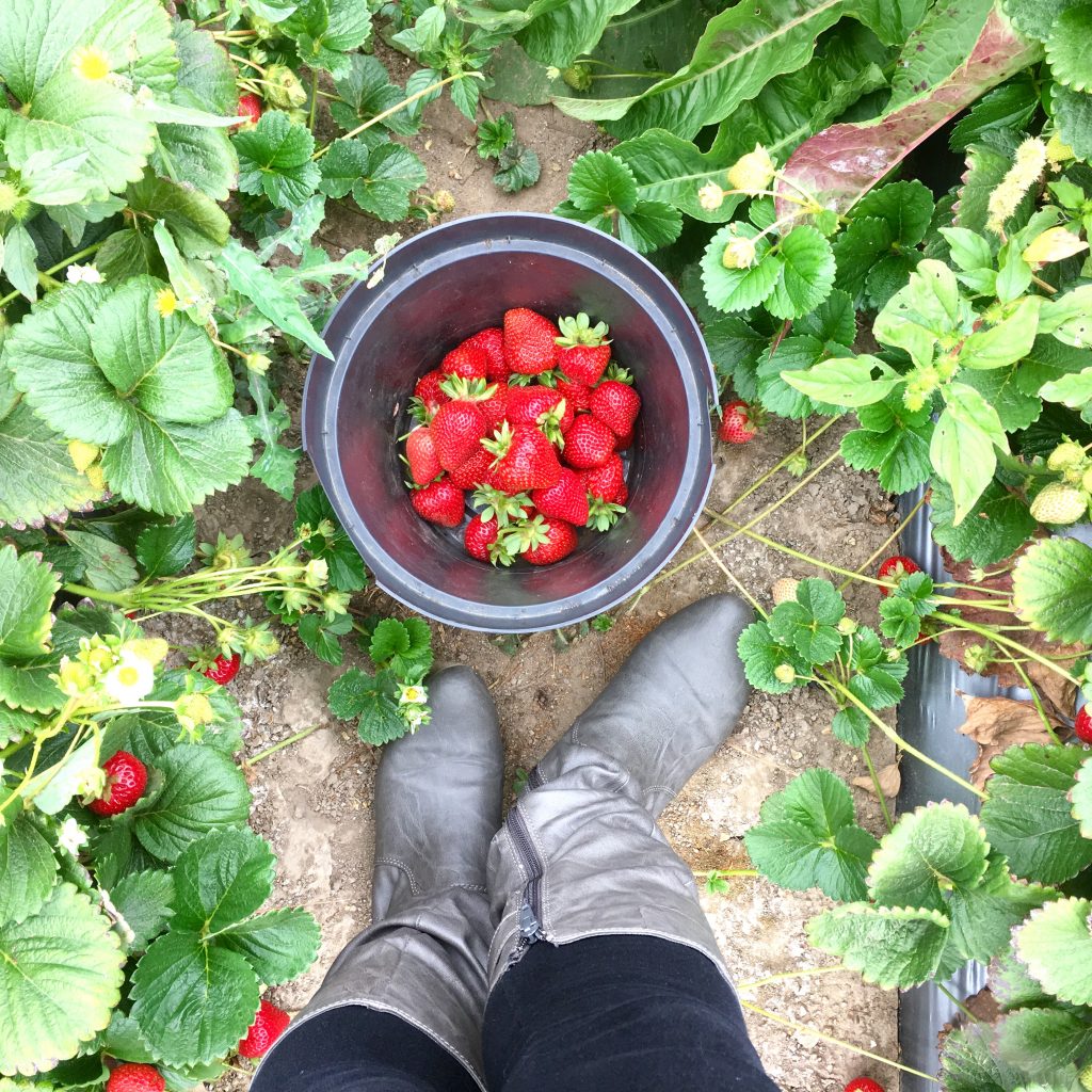 Strawberry Picking