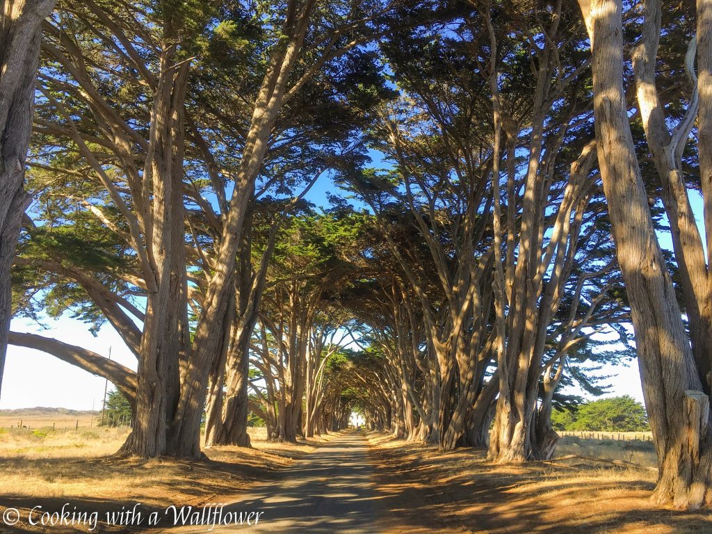 Destination: Point Reyes | Cooking with a Wallflower