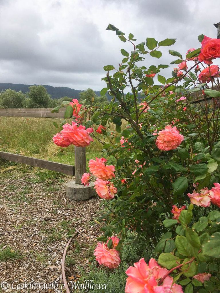 Heidrun Meadery | Cooking with a Wallflower