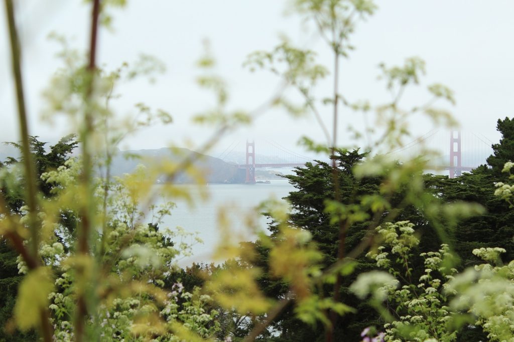 Golden Gate Bridge and Wildflowers 2