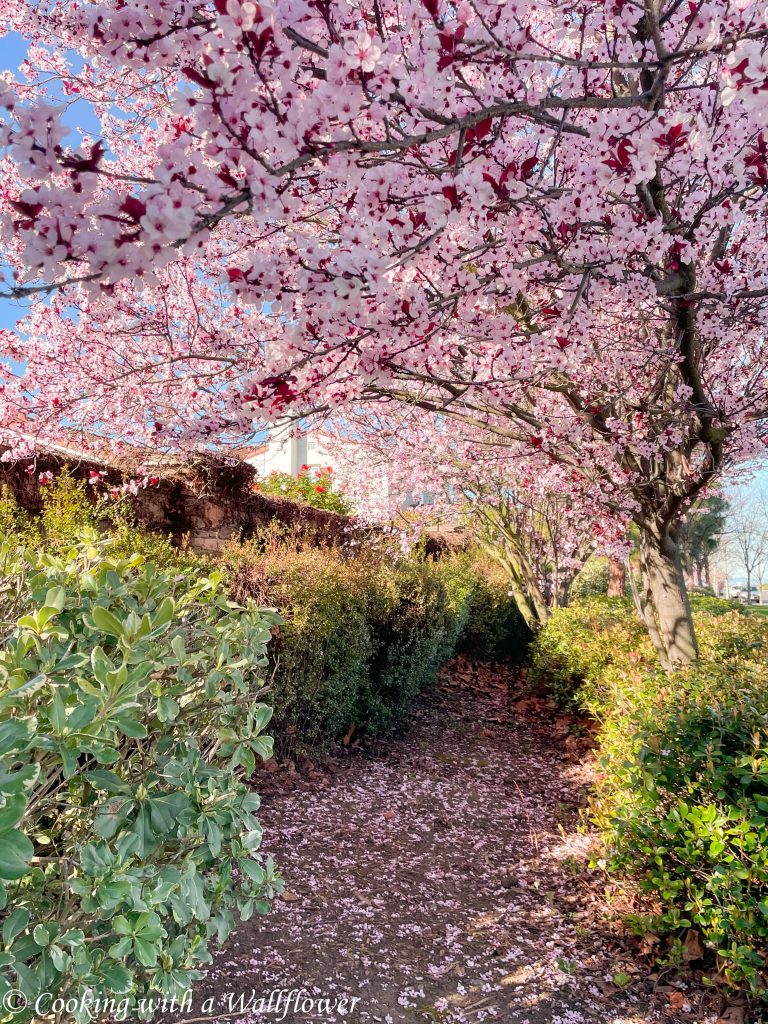 Cherry Blossoms