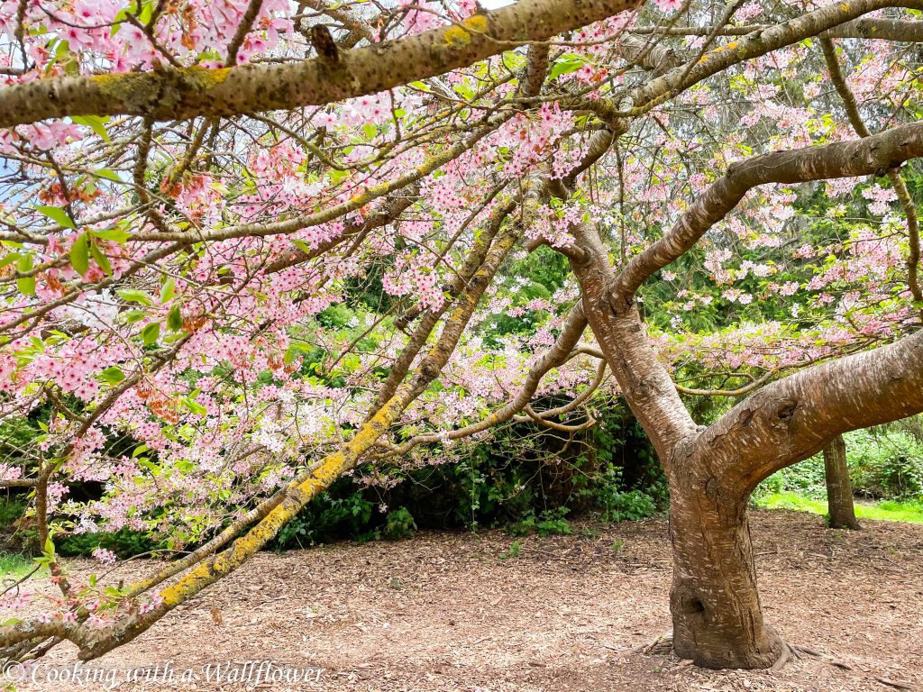 Cherry Blossoms