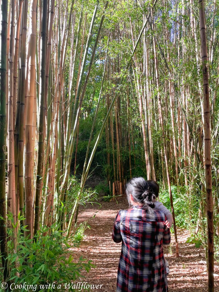 Bamboo Forest