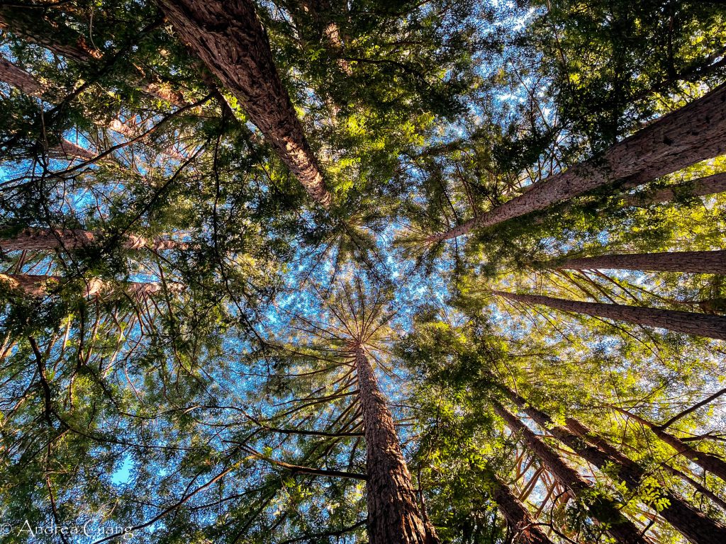 Redwoods